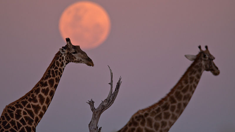 Giraffen im Okavango Delta (c) Cojharries